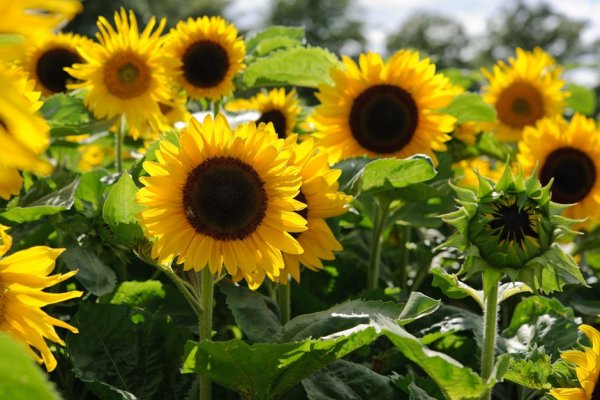 Sunflowers